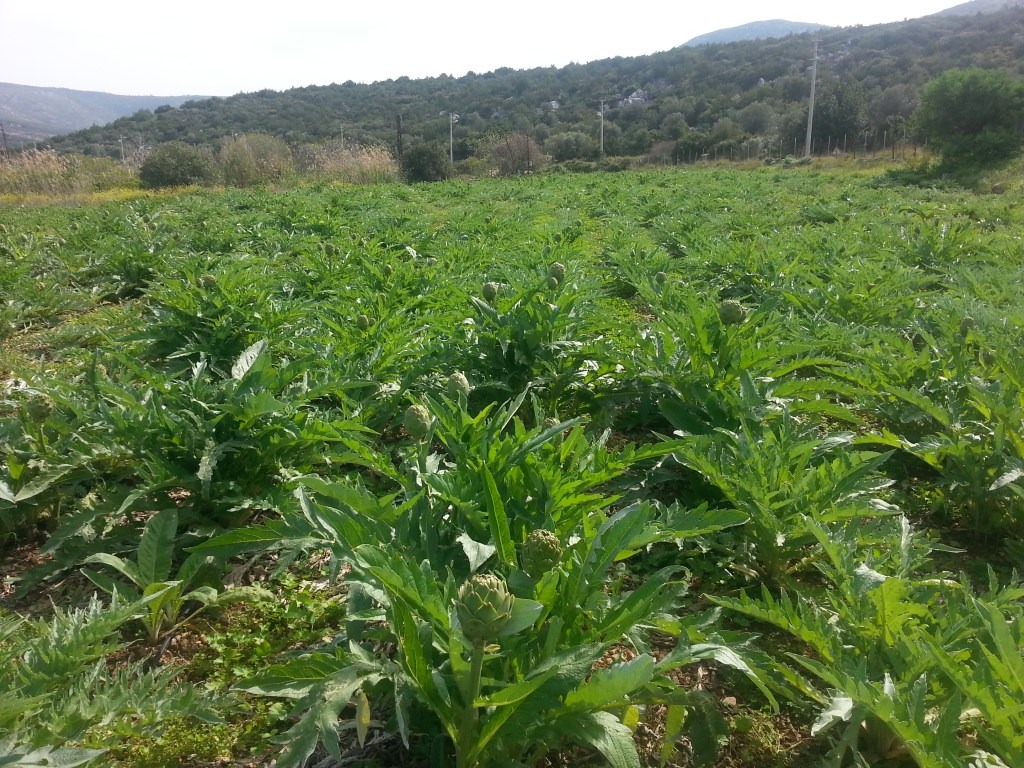 Bu görselin boş bir alt özelliği var; dosya ismi: enginar-tarla-foto.jpg